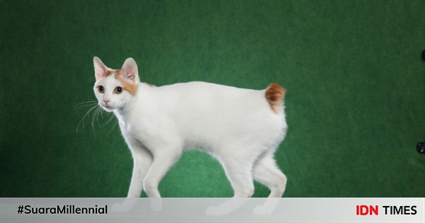 Kucing 101: Japanese Bobtail, Kucing yang Ekornya Pendek Banget