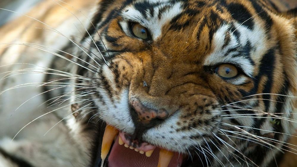 Harimau yang Memangsa Warga Lahat Hanya Menyisakan Kaki dan Tulang 