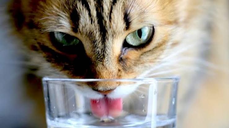 9 Ciri-ciri Kucing Dehidrasi yang Harus Kamu Perhatikan - ciri ciri
seekor kucing