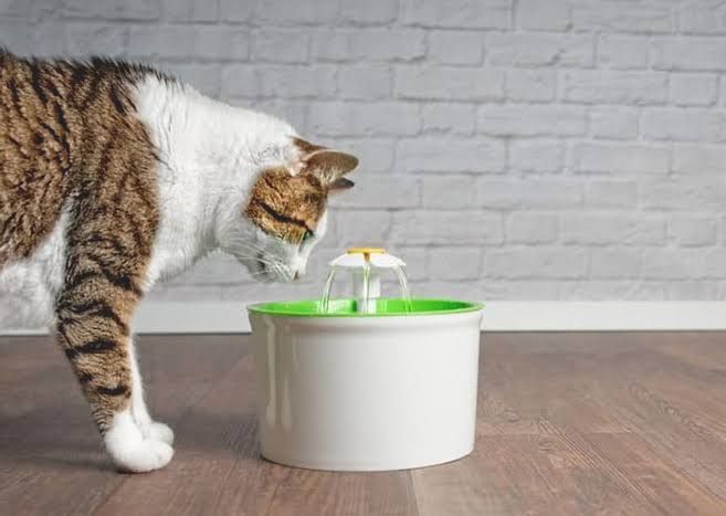 9 Ciri-ciri Kucing Dehidrasi yang Harus Kamu Perhatikan