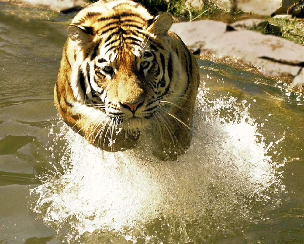 Fakta dan Kronologis Teror Harimau Mangsa Warga Muaraenim Sumsel