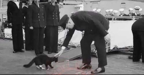 5 Fakta Unsinkable Sam, Kucing Pelaut Legendaris dari Perang Dunia II
