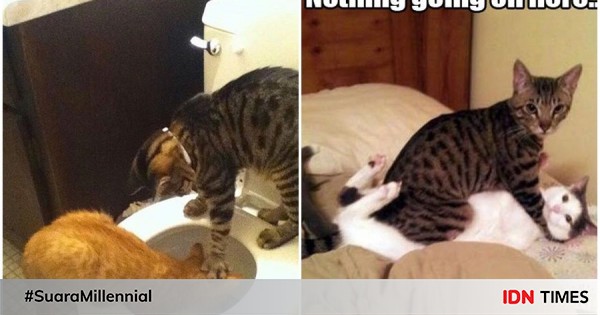 13 foto kocak bukti kucing tukang bully sesamanya, sadis!