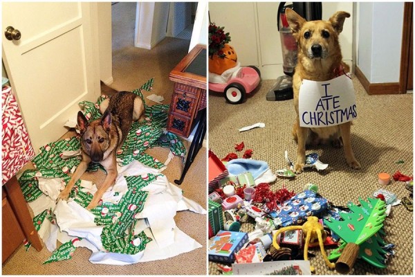 10 Foto Kocak Anjing Merusak Pohon Natal, Ekspresinya Bikin Gemas