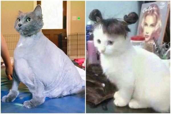 12 Foto Potongan Rambut Kucing Tergagal, Bikin Ketawa Guling-guling