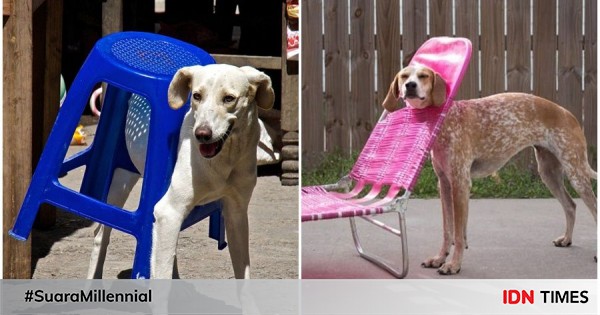 11 foto kocak anjing yang terperangkap, gak kalah konyol dari kucing!