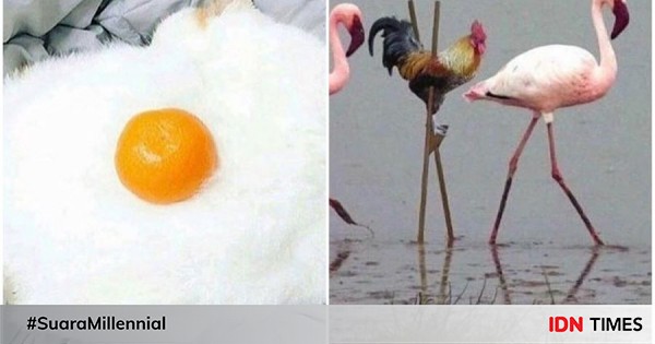 10 foto hewan yang berkamuflase, bisa tebak mereka jadi apa, gak?