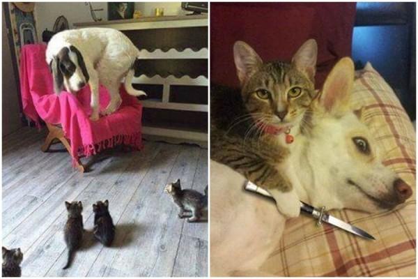 13 Foto Kocak Ini Membuktikan kalau Kucing Suka Bully Anjing