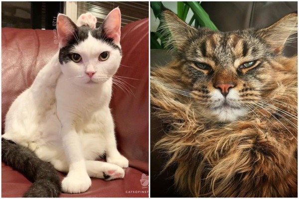 12 Bukti Kucing Itu Hobi Menghakimi, Mending Dituruti Sebelum Dicakar!