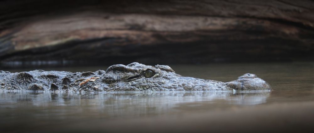 Sayembara Menolong Buaya Terlilit Ban di Teluk Palu, Berani Coba?