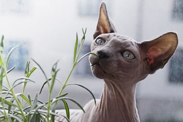 Setara Harga Motor! Ini 11 Fakta Unik Sphinx si Kucing Gundul
