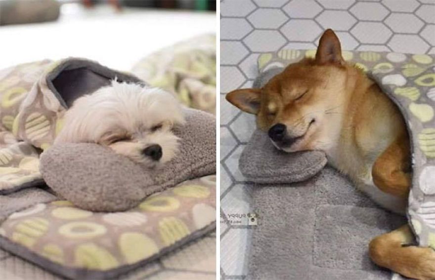 10 Potret Anjing Tidur Siang di Penitipan Ini Unyu Banget!