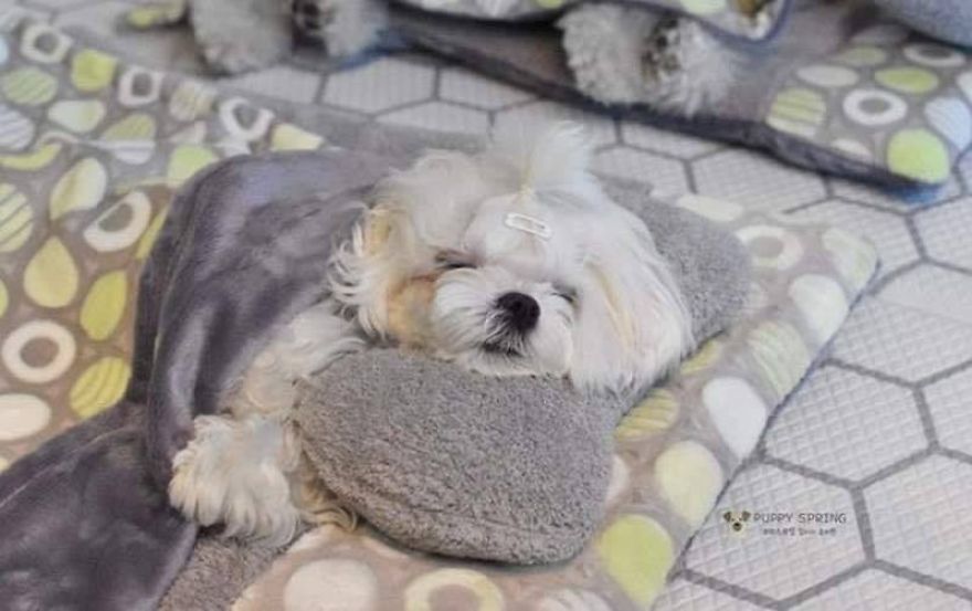 10 Potret Anjing Tidur Siang di Penitipan Ini Unyu Banget!