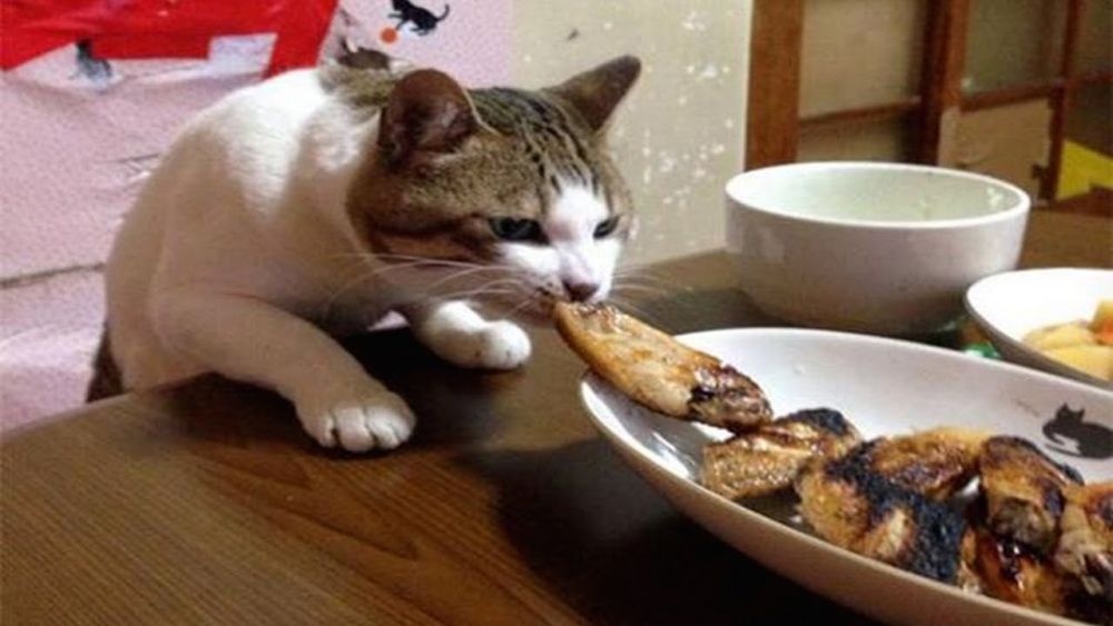 10 Kucing yang Ketahuan Lagi Colong Makanan, Ekspresinya Bikin Ngakak