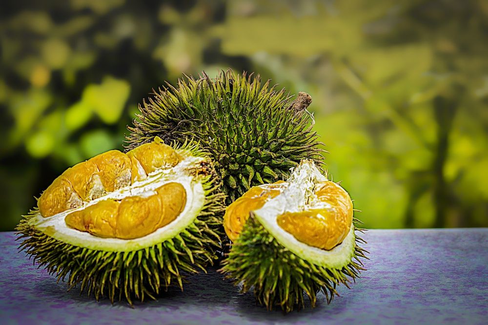 Akhir Tahun Investor Incar Bisnis Durian Montong Gunungpati