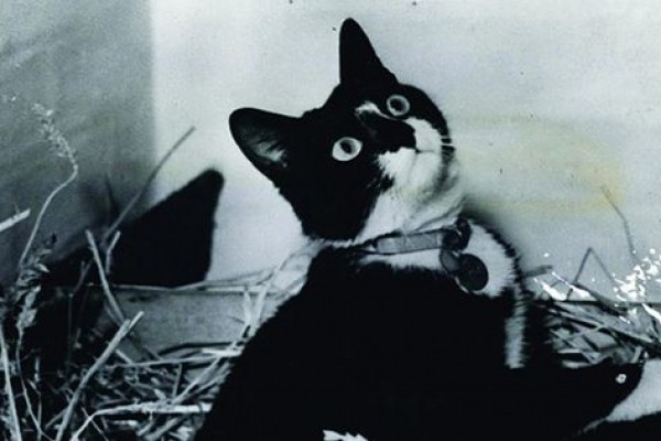 5 Fakta Unsinkable Sam, Kucing Pelaut Legendaris dari Perang Dunia II