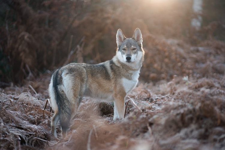 5 Fakta Sejarah Evolusi Yang Terjadi Pada Anjing Kesayanganmu