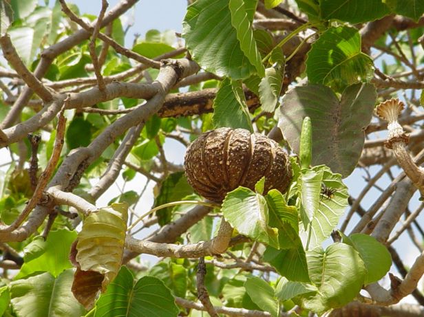 5 Fakta Hura Crepitans, Pohon Berbahaya dengan Buah yang Bisa Meledak!