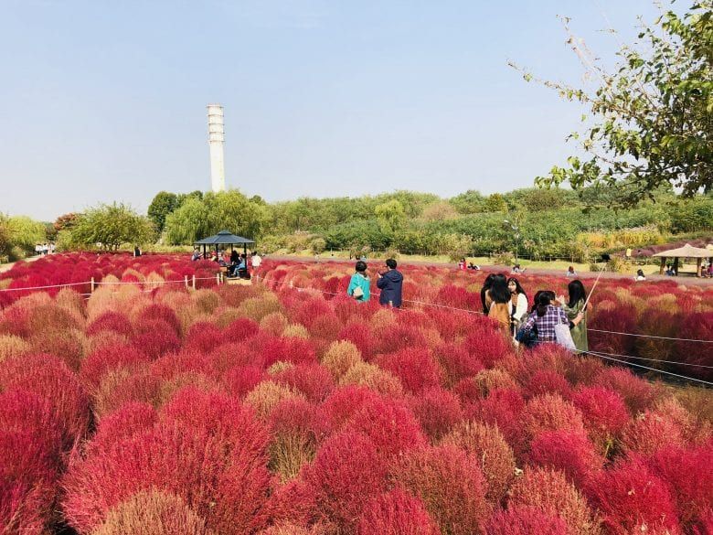 10 Alasan Haneul Park Wajib Dikunjungi Saat Autumn di Korea Selatan