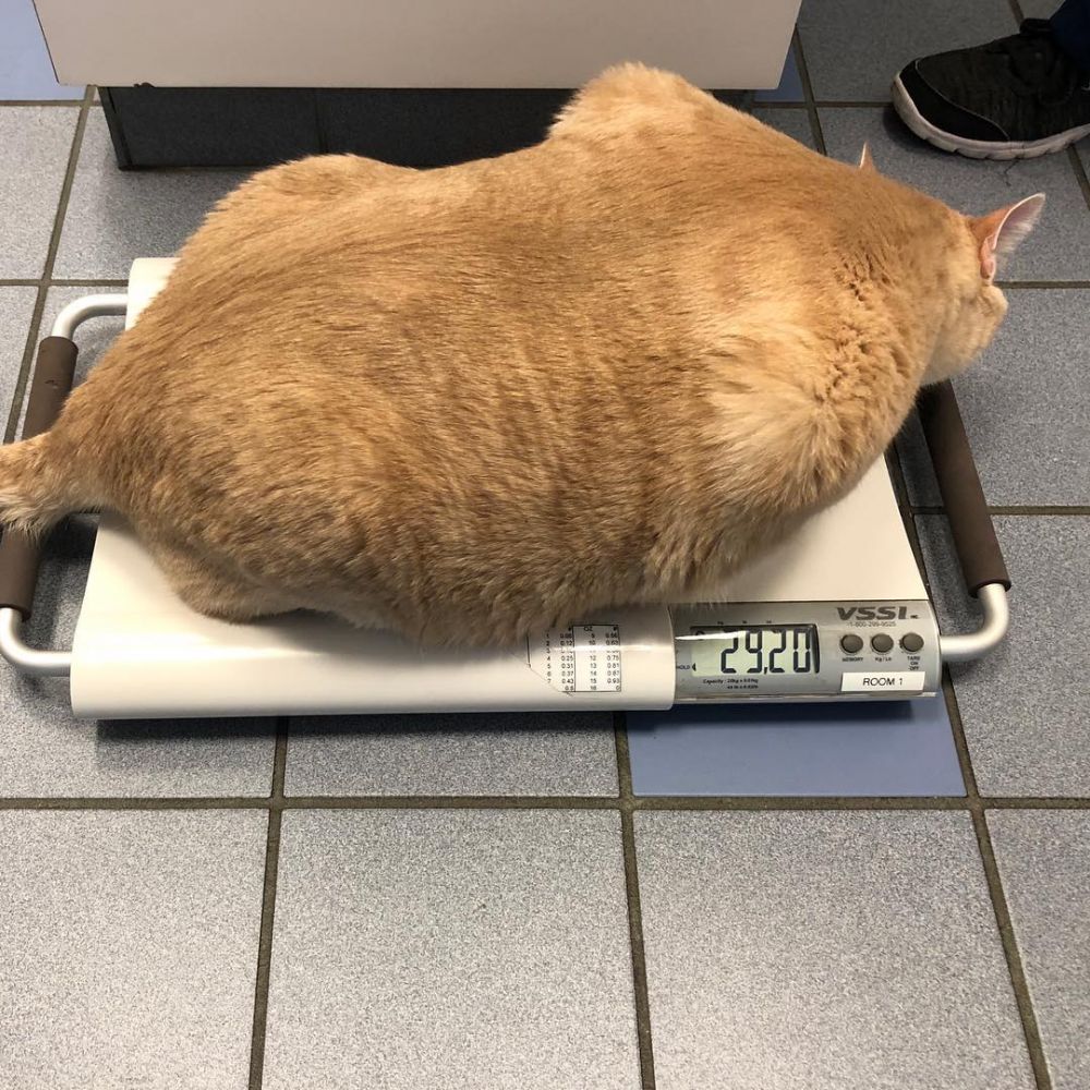 10 Potret Bronson, Kucing Gendut 17 Kg yang Lagi Diet Ketat