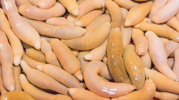 5 Fakta Ilmiah tentang "Ikan Penis" yang Sempat Menghebohkan Internet 