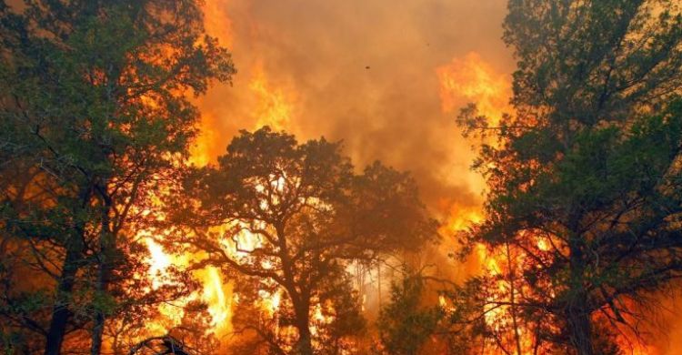 Mahasiswa UMM Buat Sistem Pintar Pendeteksi Kebakaran Hutan