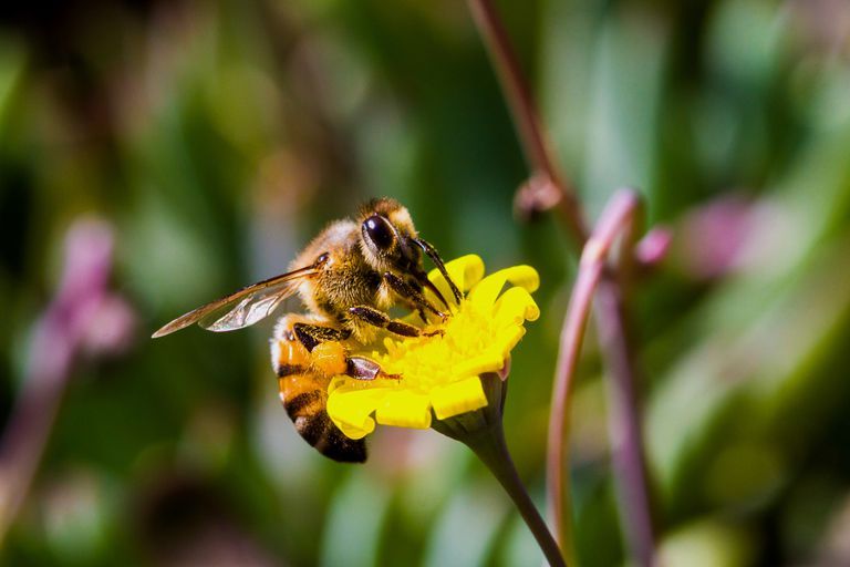 5 Fakta Unik Lebah  Afrikanisasi Hewan  Hybrid Paling Mematikan