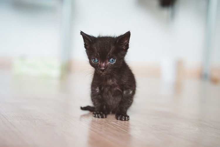 Kucing 101: Cara agar Kucing di Rumah Gak Punya Kebiasaan Menggigit