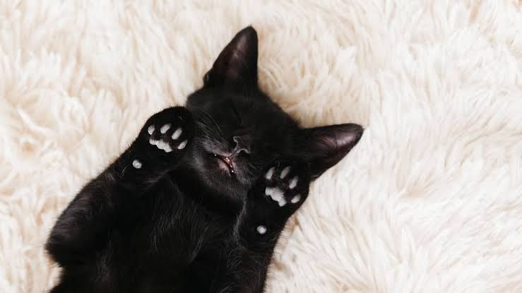 Kucing 101: 5 Fakta Unik Soal Kucing Hitam, Sudah Tahu?