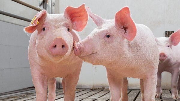 Menkes Tak Terlalu Khawatirkan Penyebaran Flu Babi di Sejumlah Daerah