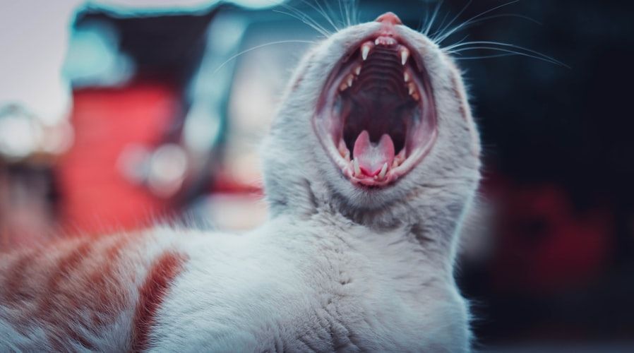 Kucing 101: Wajarkah Jika Kucing Kehilangan Giginya?
