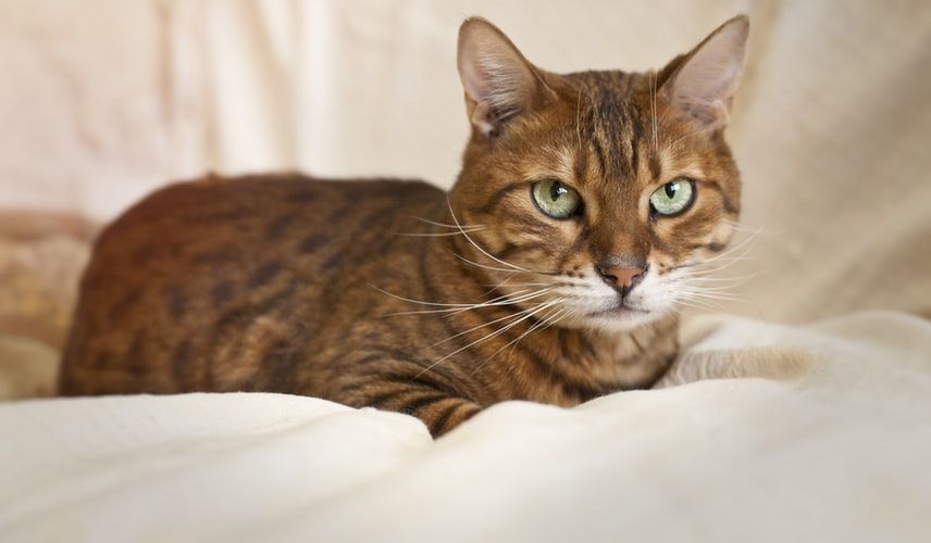 Kucing 101: Fatty Liver Disease, Gangguan Hati pada Kucing Obesitas