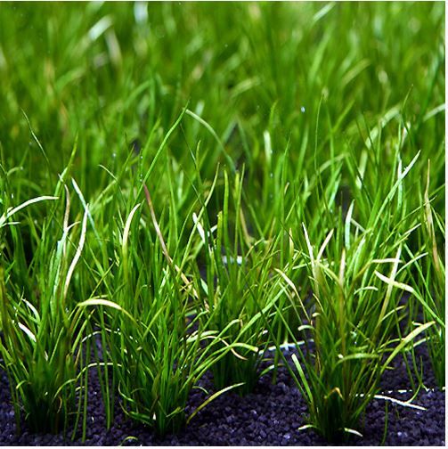 5 Jenis Tanaman Aquascape Rumput yang Mudah Dipelihara