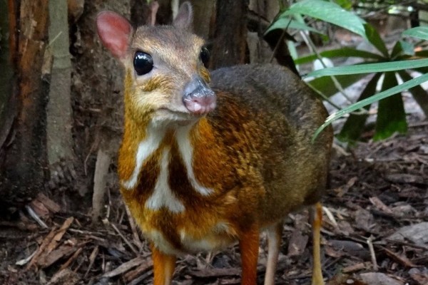 7 Fakta Menarik Pelanduk, Hewan Unik Mirip Campuran Tikus dan Rusa