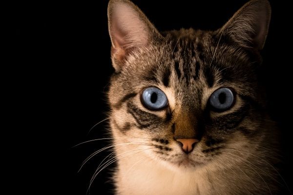 5 Bahasa Mata Kucing Ini Ada Maksudnya lho, Penasaran? Simak Yuk!