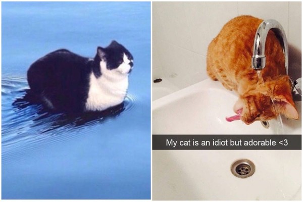 11 Tingkah Laku Kucing yang Bikin Gagal Paham, Konyol Banget!