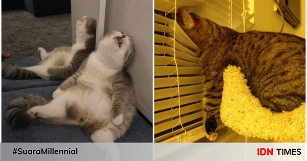 10 Foto Kucing Termalas Sedunia Hobinya Cuma Rebahan 