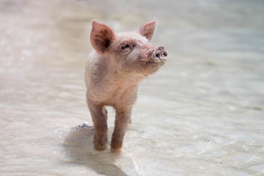 Bukan Zoonosis, 8 Fakta Babi di Bali di Tengah Wabah Virus ASF