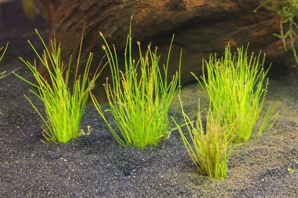 5 Jenis  Tanaman Aquascape Rumput  yang Mudah Dipelihara