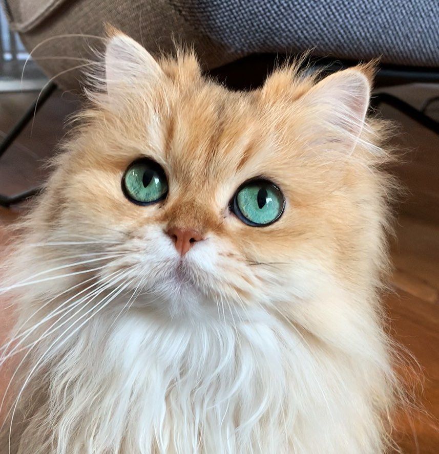 10 Potret Smoothie, Salah Satu Kucing Paling Fotogenik di Dunia