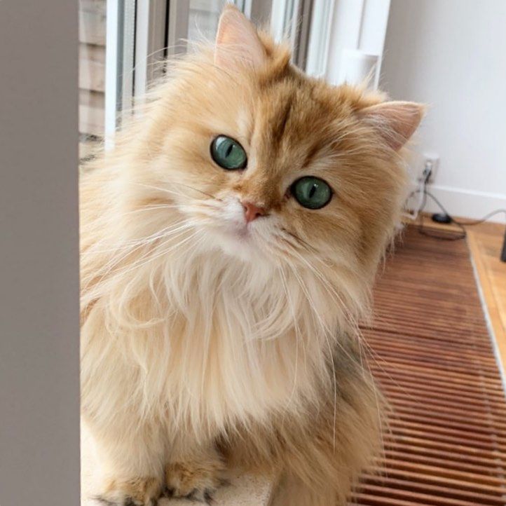 10 Potret Smoothie, Salah Satu Kucing Paling Fotogenik di Dunia
