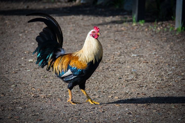 Viral! Pencuri Ayam di Kebumen Terekam CCTV, Beraksi Tanpa Busana