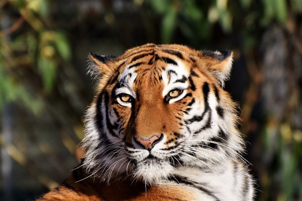 Tewas Dimangsa Harimau, Tubuh Warga Lahat Sumsel Ditemukan Terpisah 