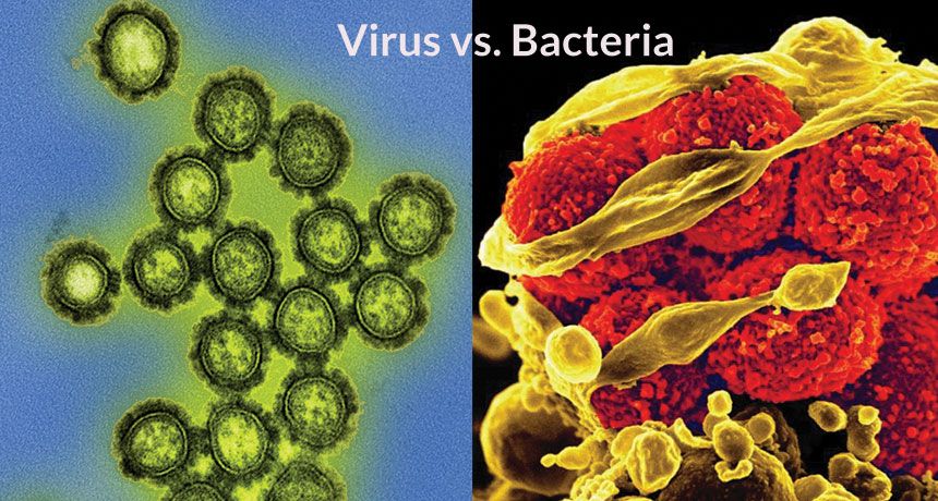 Perbedaan Struktur Virus Dan Bakteri Berbagi Struktur