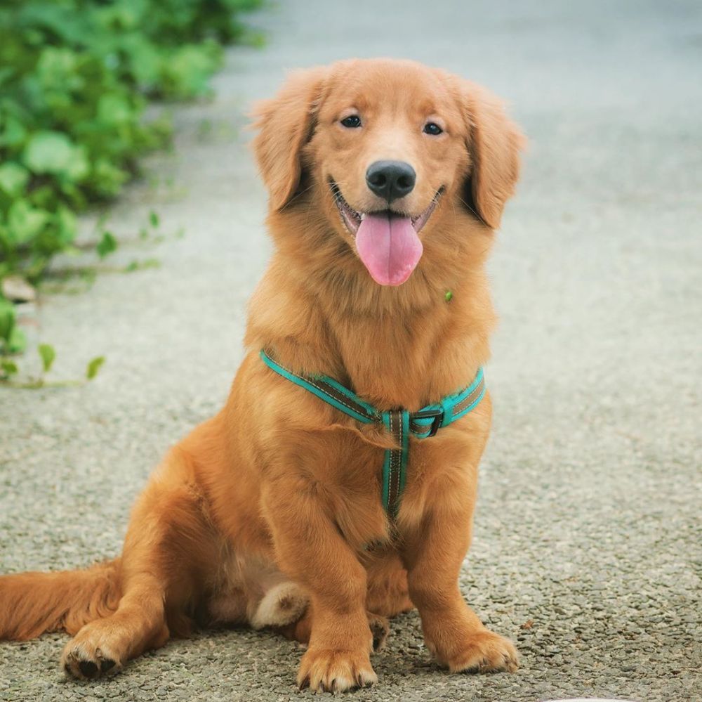 7 Anjing Hasil Kawin Silang yang Bernama Unik, Sudah Pernah Lihat?