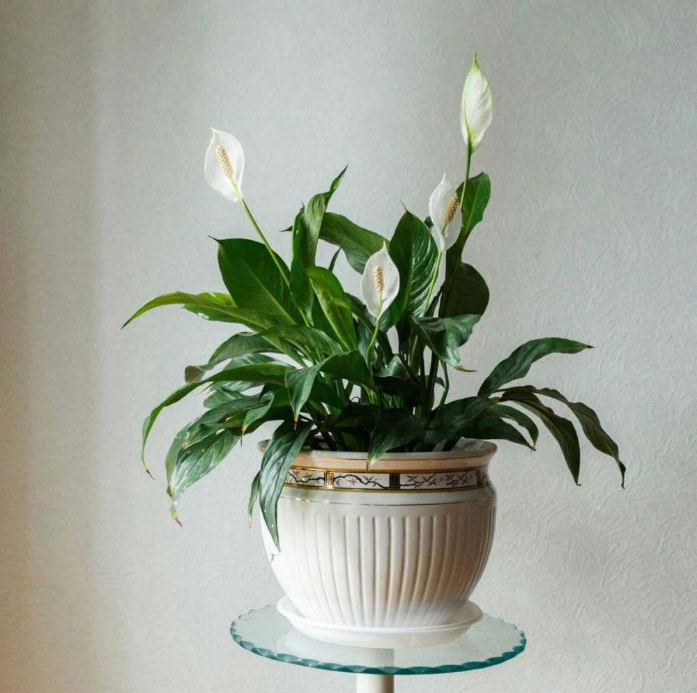 5 Manfaat Bunga Peace Lily, Gak Cuma Sebagai Dekorasi