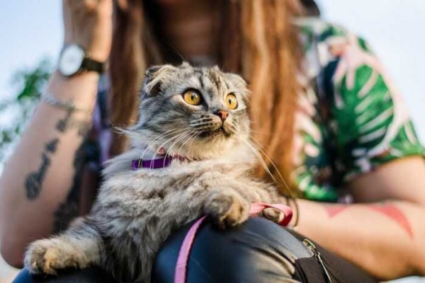 Kenapa Sih Kucing Demen Banget Duduk di Pangkuan Kita?