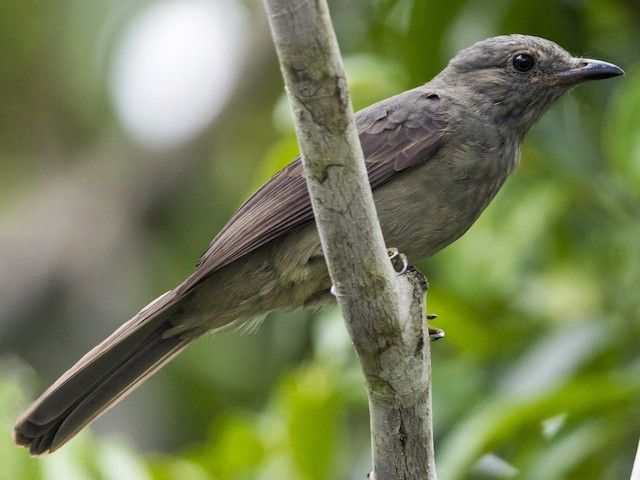 5 Fakta Unik Bellbird Putih, Burung Paling Berisik di Dunia!