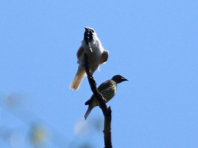 5 Fakta Unik Bellbird Putih, Burung Paling Berisik di Dunia!