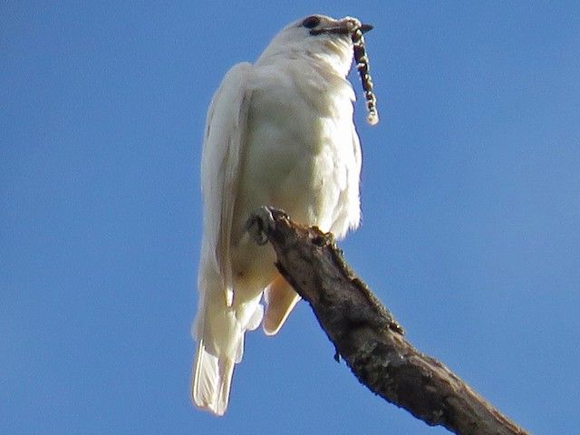 5 Fakta Unik Bellbird Putih, Burung Paling Berisik di Dunia!